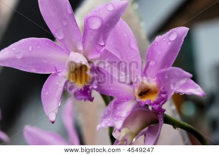 Orchideje