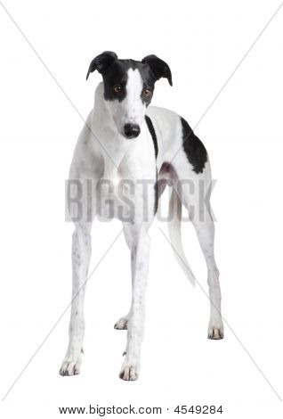 Greyhound