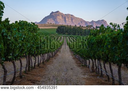 Vineyard Landscape At Sunset With Mountains In Stellenbosch, Near Cape Town, South Africa. Wine Grap