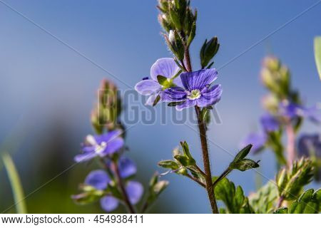 Veronica Chamaedrys Blue Flowers And Buds In The Sun Against A Background Of Green Leaves