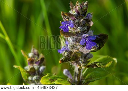 A Closeup Shot Of Blue Flowers Of Ajuga Reptans Atropurpurea In Spring