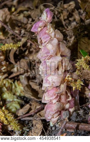 Grow Toothwort In Natural Habitat On Spring, Lathraea Squamaria