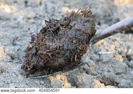 Organic Garden Fertilisation. Close Up Of Pile Of Dung On The Garden Fork.  Composted Manure, Tradit