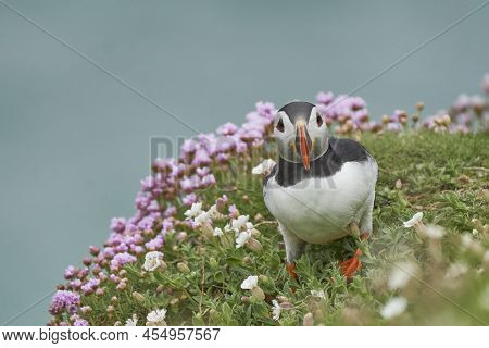 Atlantic Puffin (fratercula Arctica) Amongst Spring Flowers On A Cliff On Great Saltee Island Off Th
