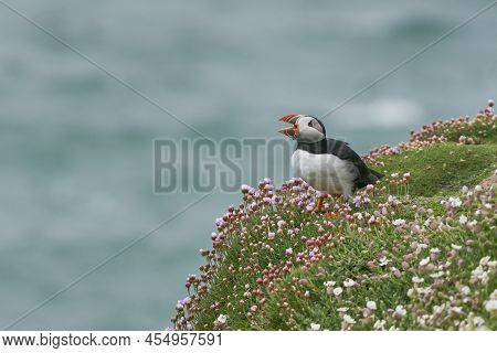 Atlantic Puffin (fratercula Arctica) Calling Amongst Spring Flowers On A Cliff On Great Saltee Islan
