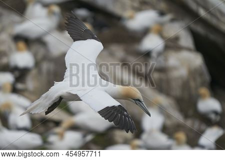 Gannet (morus Bassanus) Coming In To Land At A Gannet Colony On Great Saltee Island Off The Coast Of