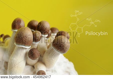 Mycelium Block Of Psychedelic Psilocybin Mushrooms Golden Teacher  With Psilocybin Formula. Micro Gr