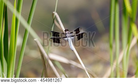 Common Whitetail Dragonfly Adult Male Perched On Water Grass. Foothills Park, Santa Clara County, Ca