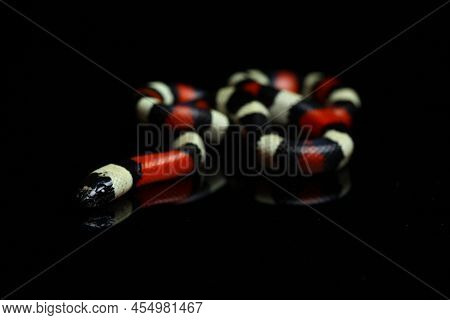 Pueblan Milk Snake Or Campbell\'s Milk Snake, Lampropeltis Triangulum Campbelli, Isolated On Black B
