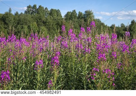 Blooming Willow-herb On A Sunny July Day