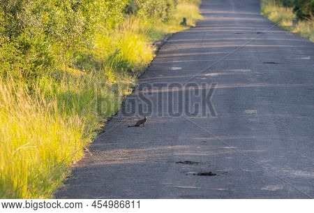 Zebra Mongoose Or Mongooses In Hluhluwe National Park Nature Reserve South Africa