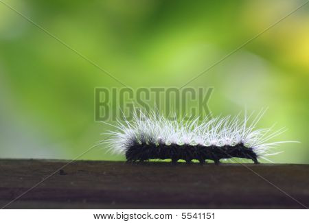 Caterpillar