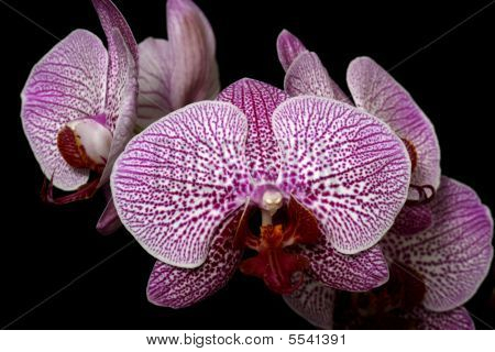orchidée rose