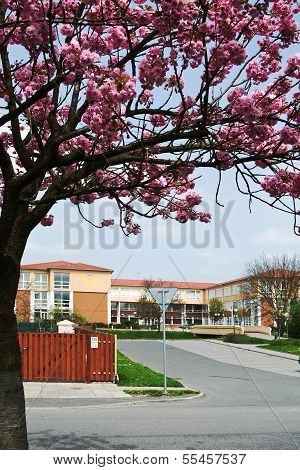 The new building of elementary school with flowering tree in Litovel
