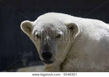 Polarbear1