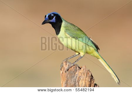 Green Jay Perched On A Stump - Texas