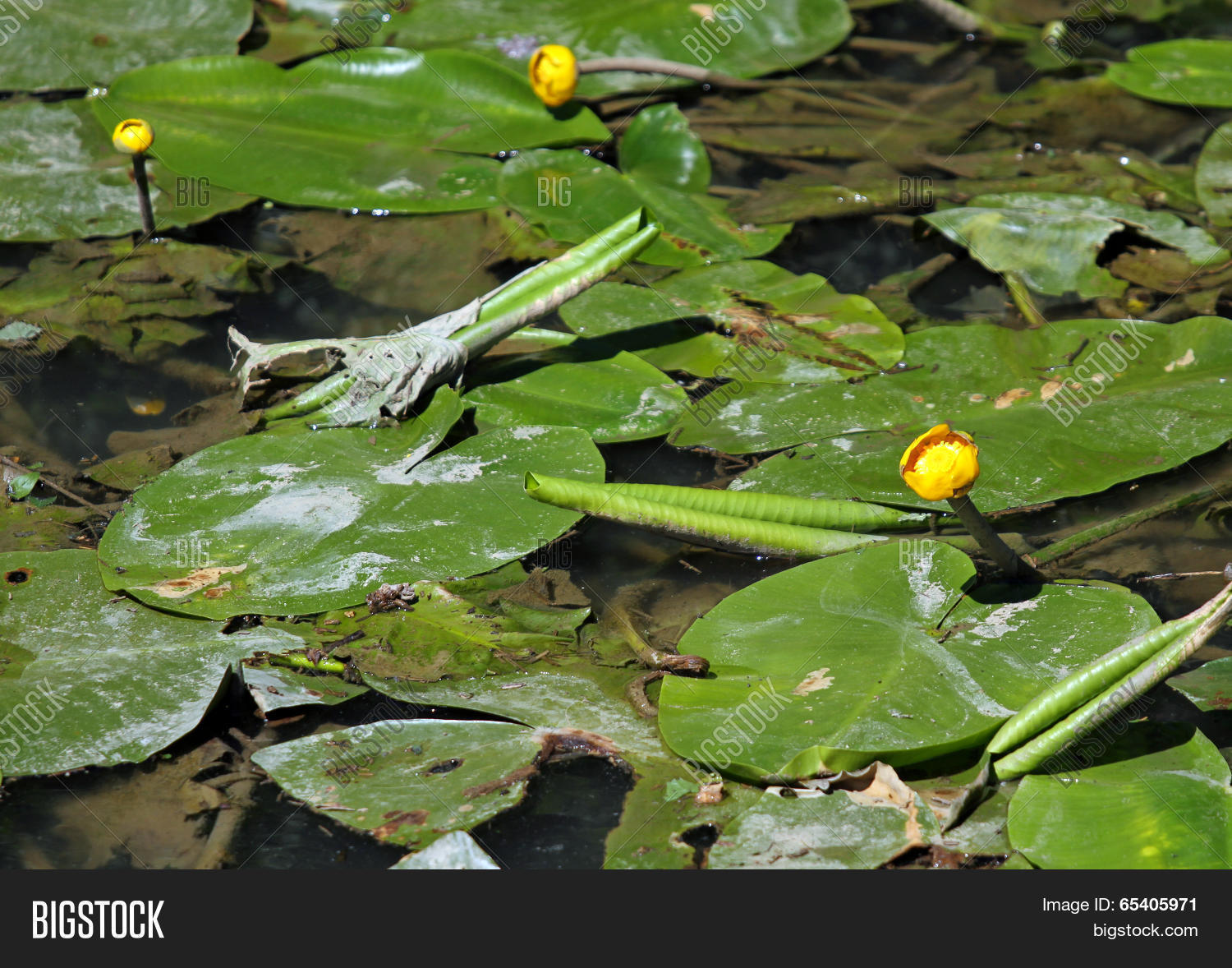 Yellow Flowers Pond Image & Photo (Free Trial) | Bigstock