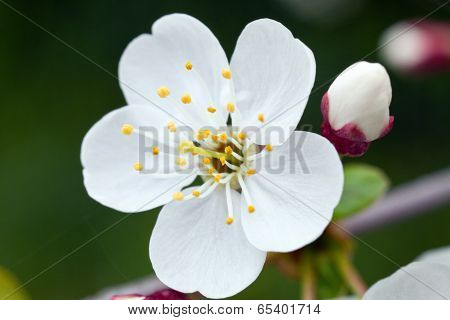 Cherry Blossom