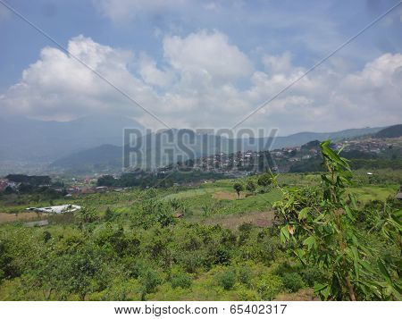 apple orchard in batu