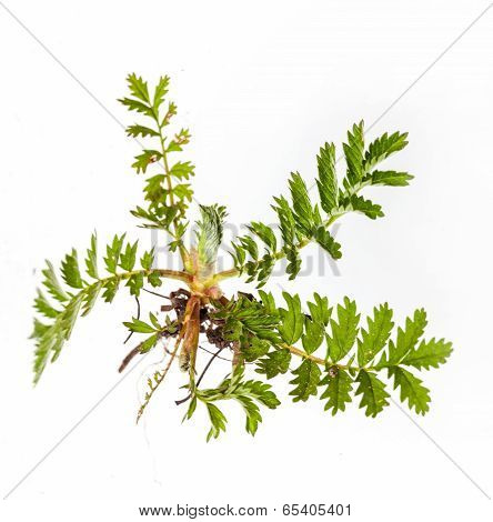 vulnerary plants