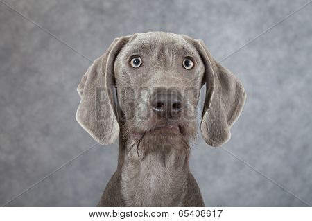 Portrait Of Wirehaired Slovakian Pointer Dog