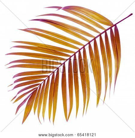 Leaf Of Palm Tree On White Background
