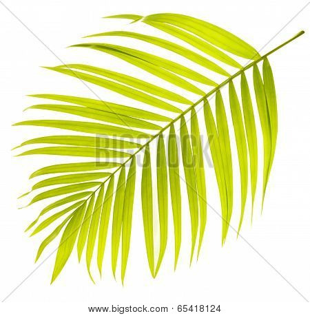 Leaf Of Palm Tree On White Background