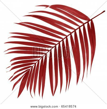 Leaf Of Palm Tree On White Background