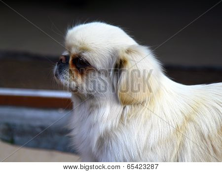 Portrait Of A Snow White Pekingese