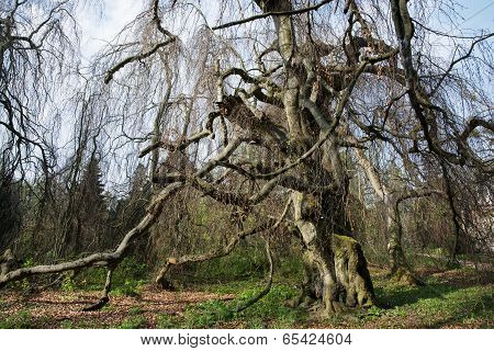 Old European Beech (fagus Sylvatica) In The Park