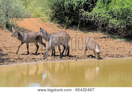 Young Waterbuck
