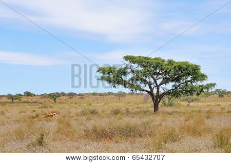 Remains Of A Giraffe