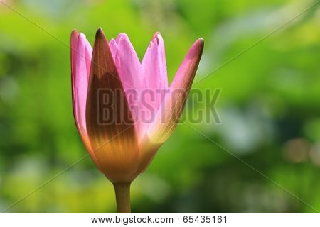 pink Lotus flower