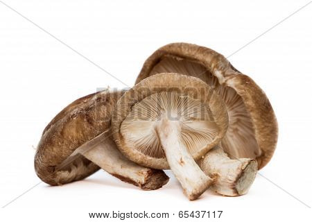 Shiitake Mushrooms