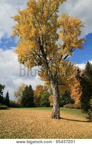 Autumn tree