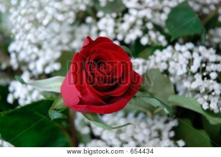 Una rosa es una rosa