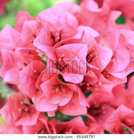 Bougainvillea Hybrida