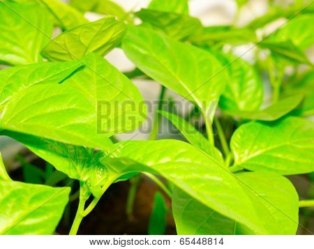 Leaf background.