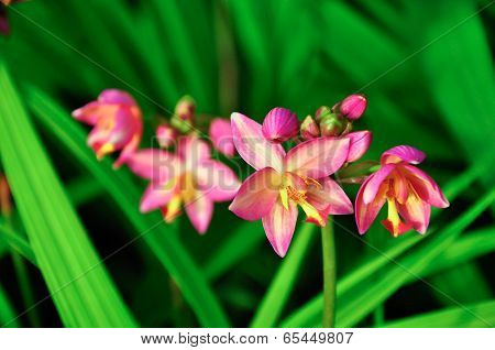 Spathoglottis Plicata Pink Orchids In The Garden.