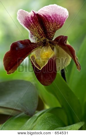 Deep Red Orchid Bloom