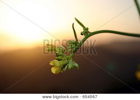 rostlina