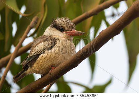 A Tubby And Fluffy Striped Kingfisher (halcyon Chelicuti) Perched On A Branch