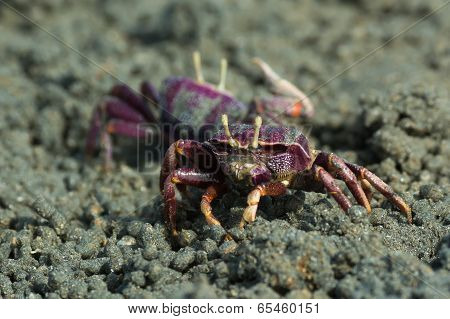 Female Purple Fiddler Crab From West Africa Filtering Sand