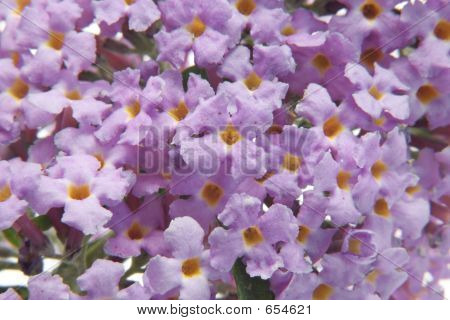 Buddleia