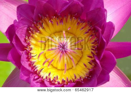 Close Up Pink Lotus Flower