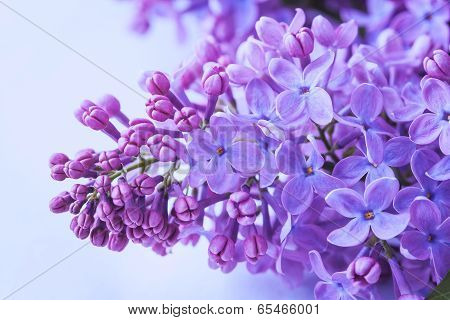 lilac flowers close up
