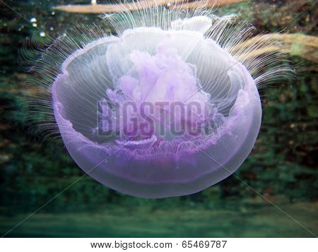 Moon jellyfish