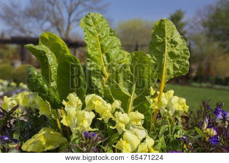 Swiss Chard and snapdragons