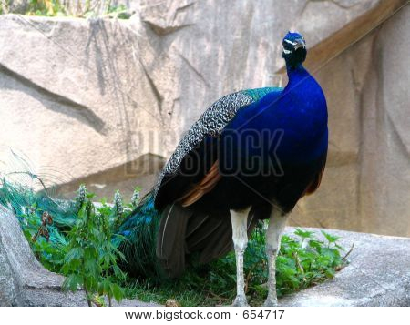 Pavão macho