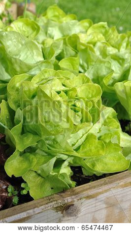 Lettuce
